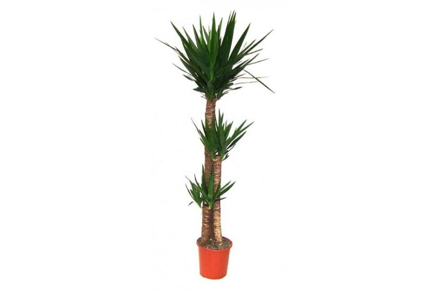 3L YUKKA SALON BTKS