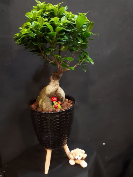 BONSA FCUS LARGE