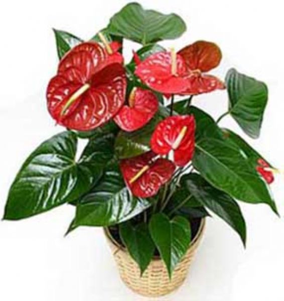 THAL ANTRUM E