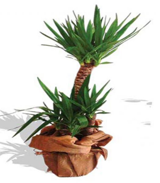 KL YUCCA