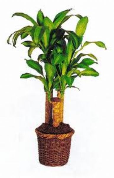 kili Masengena