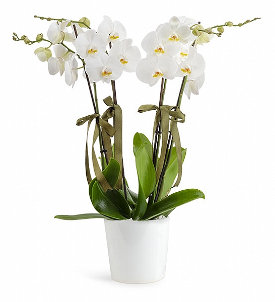 Holland (Decorium) Drtl Beyaz Orkide