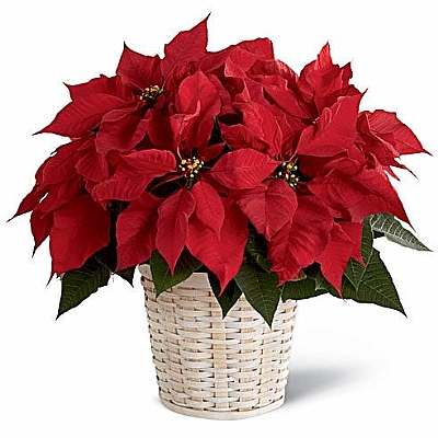 B.Boy Ponsettia (Atatrk iei)