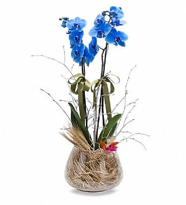 Holland (Decorium) iftli Mavi Orkide