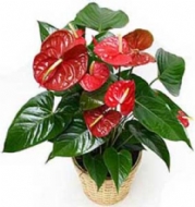 THAL ANTRUM E