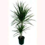Marginata 2 li